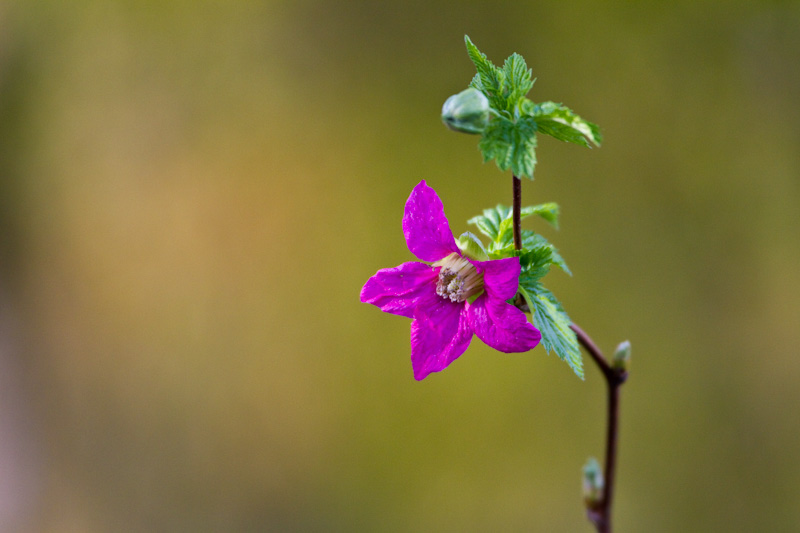 Salmonberry Bloom